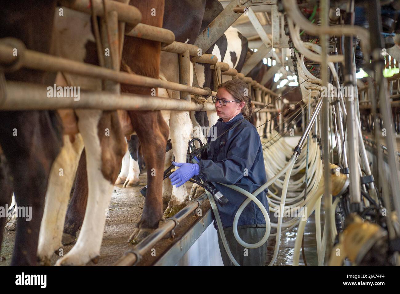 Herdsfrau beim Melken von Kühen Stockfoto