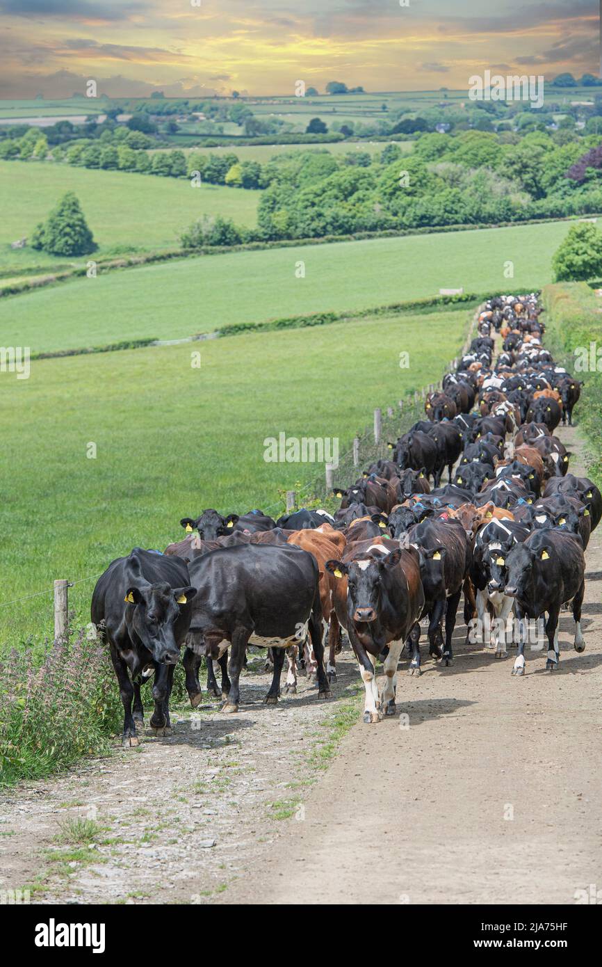 Kühe kommen am Ende des Tages nach Hause, um gemolken zu werden Stockfoto