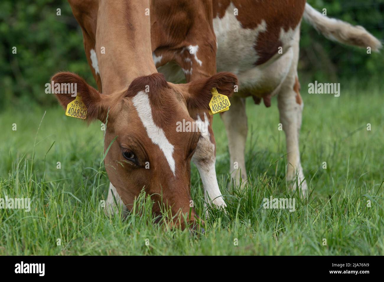 Grasende Kühe aus nächster Nähe Stockfoto