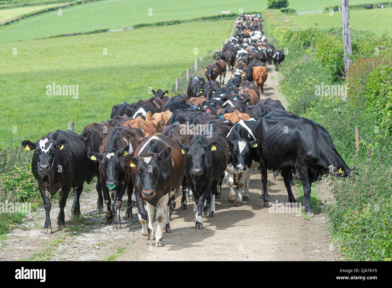 Friesische Kühe kommen zum Melken nach Hause Stockfoto