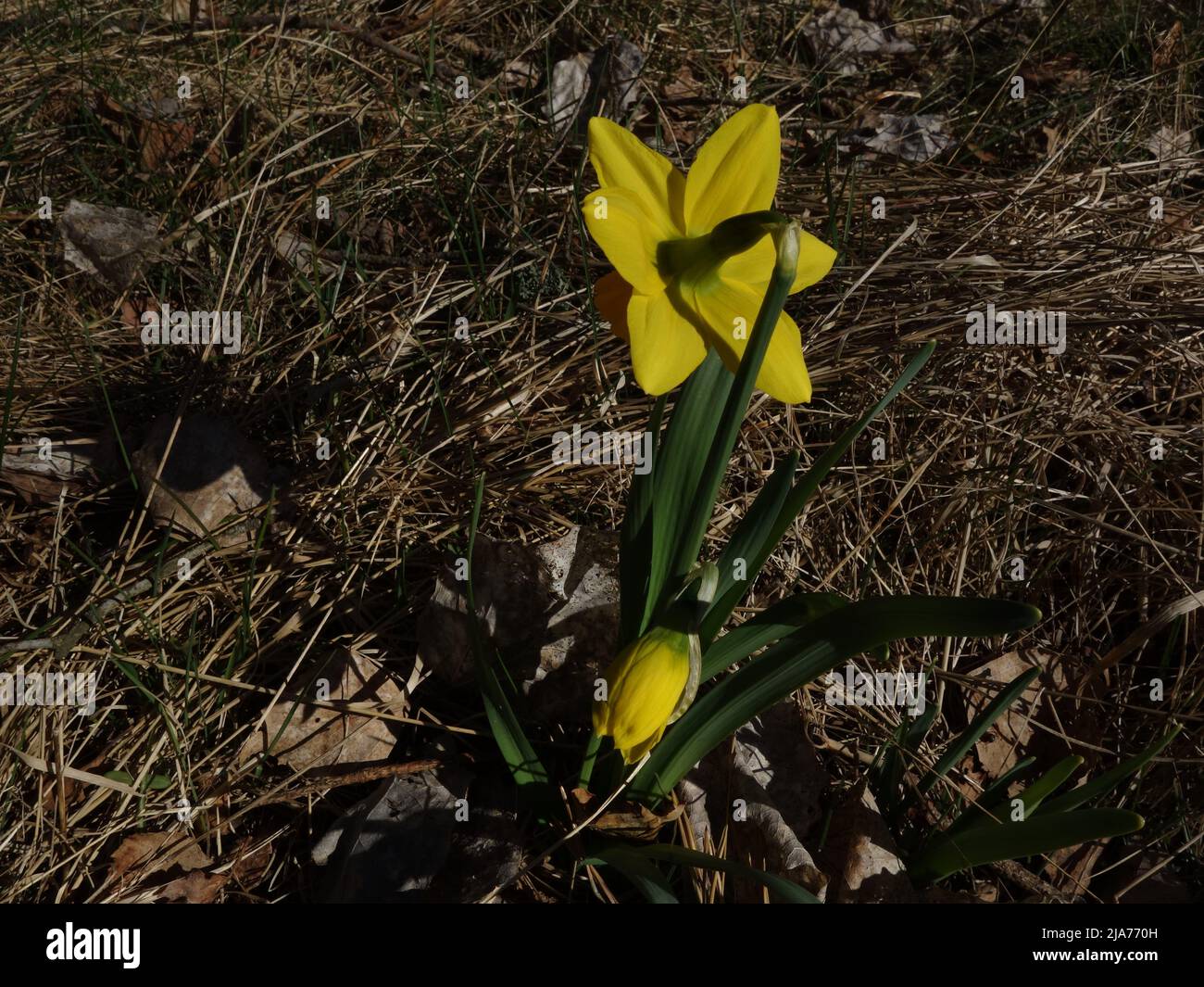 Der Narcissus Pseudonarcissus mit gesenktem Kopf am Rand des Pfades. Stockfoto