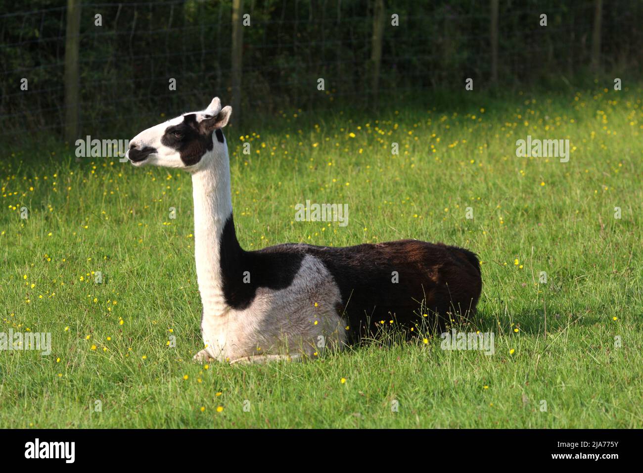 Llama in einem Feld, auf einem Bauernhof, Ewyas Harold, Herefordshire, England, Vereinigtes Königreich Stockfoto