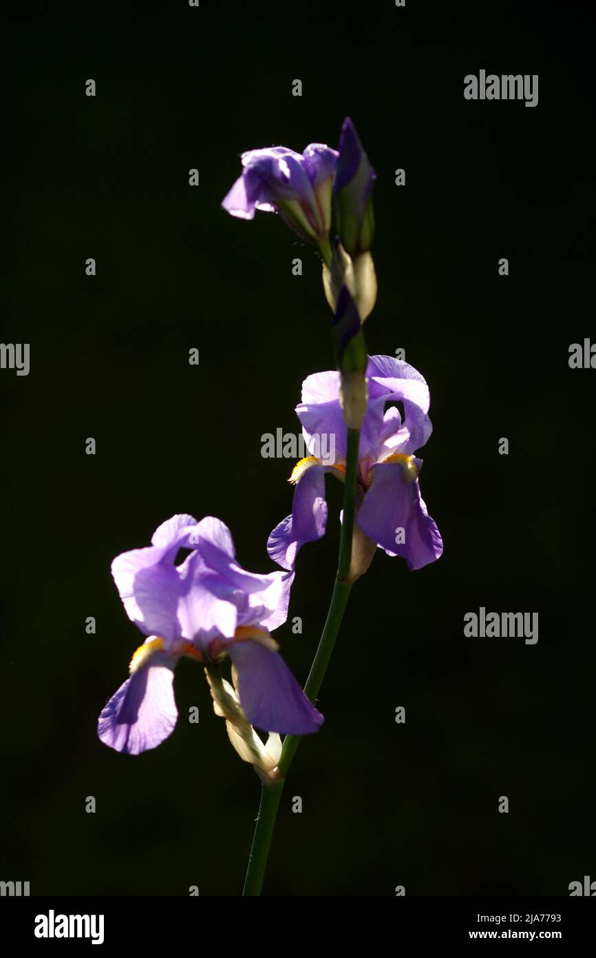 Lila deutsche bärtige Iris, Iris germanica, in einem Garten, Szigethalom, Ungarn Stockfoto
