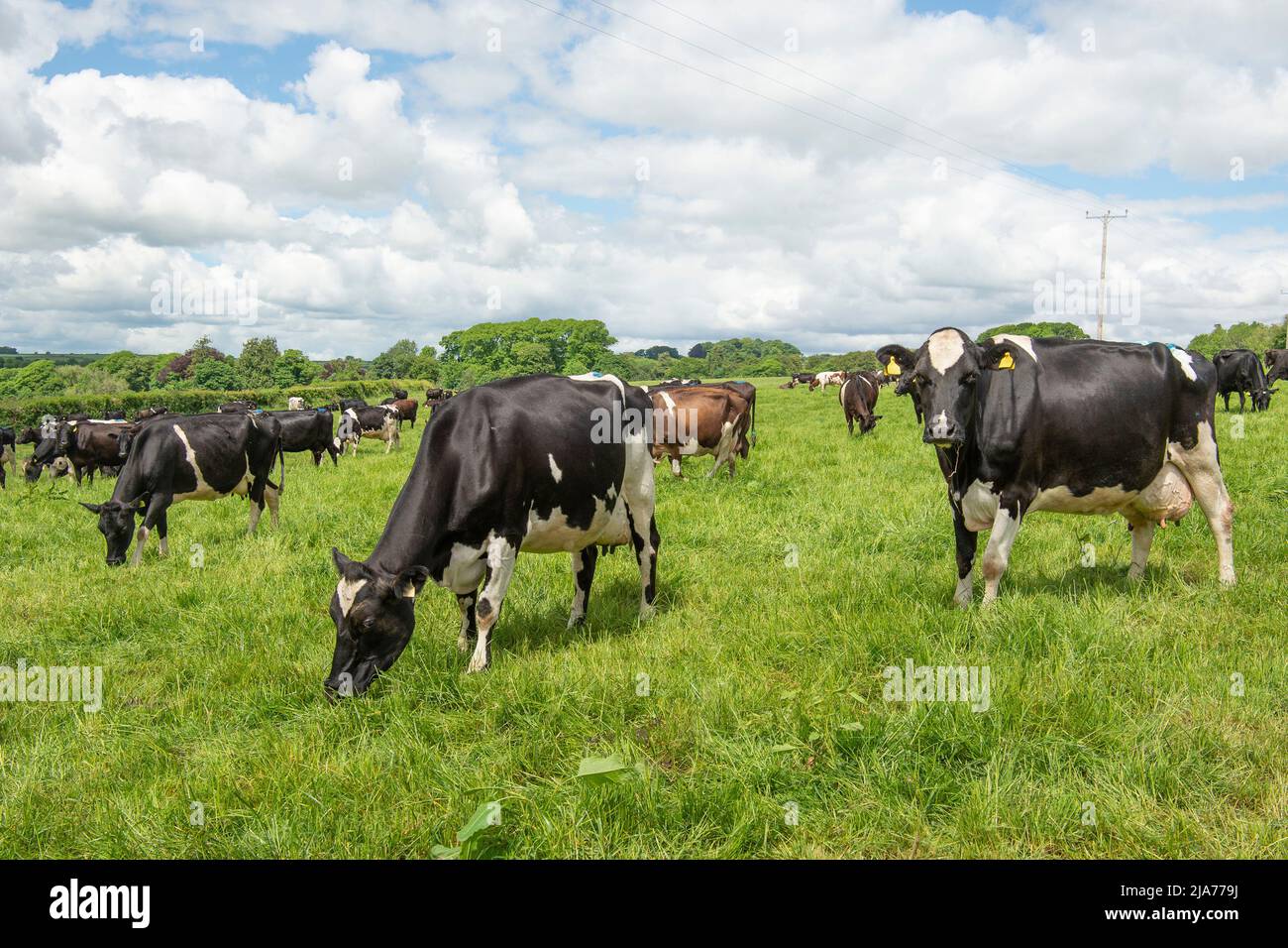 Herde von friesischen Kühen, die auf einem Feld grasen Stockfoto