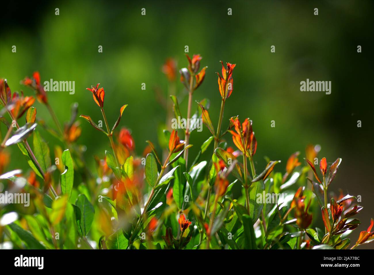 Rote triebe Fotos und Bildmaterial in hoher Auflösung Alamy