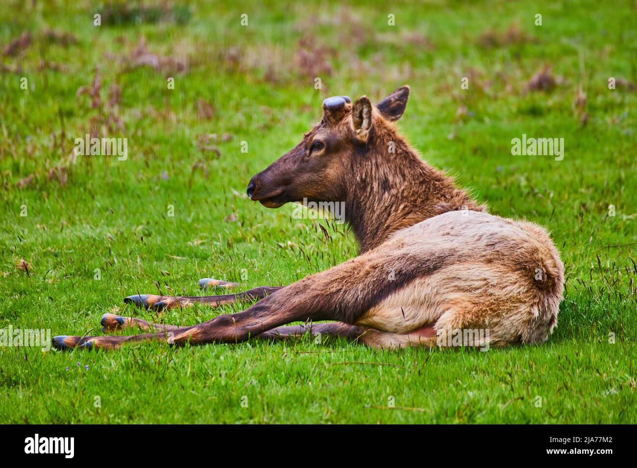 Großer Elch, der auf einem Grasfeld ruht Stockfoto