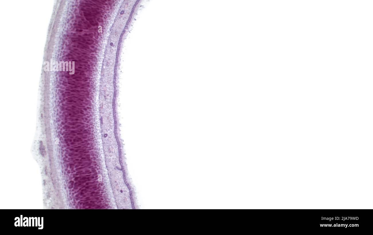 Leichte Mikrographie eines Abschnitts durch die Luftröhre oder die Luftröhre, der Röhre, die vom Mund zum Bronchus und den Lungen führt. Stockfoto