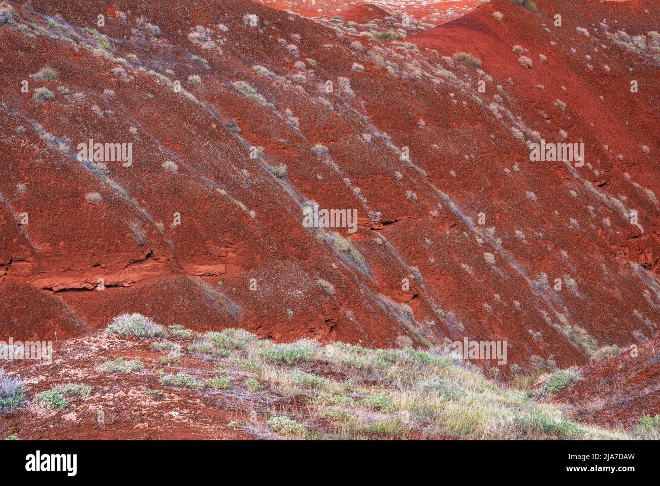 Farbenfrohe Flora und Geologie im Castle Valley außerhalb von Moab, Utah Stockfoto