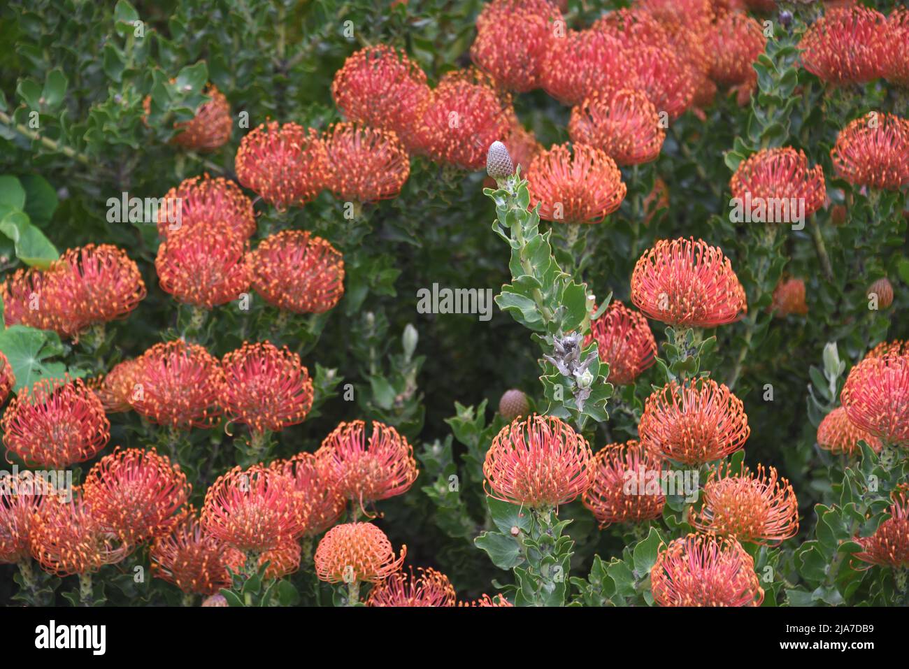 Nahaufnahme, großformatiger Vollformatüberblick über wunderschön farbenfrohe Nadelkissen-Proteas in einem Garten in Neuseeland in der Nähe von Christchurch. Stockfoto