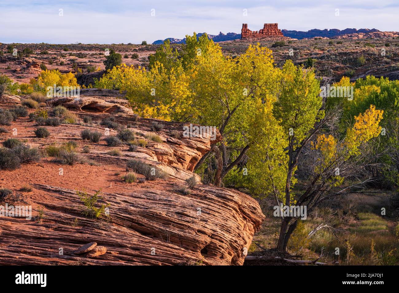 Herbst-Baumwollwälder und rote Felsen im Arches National Park in Utah Stockfoto