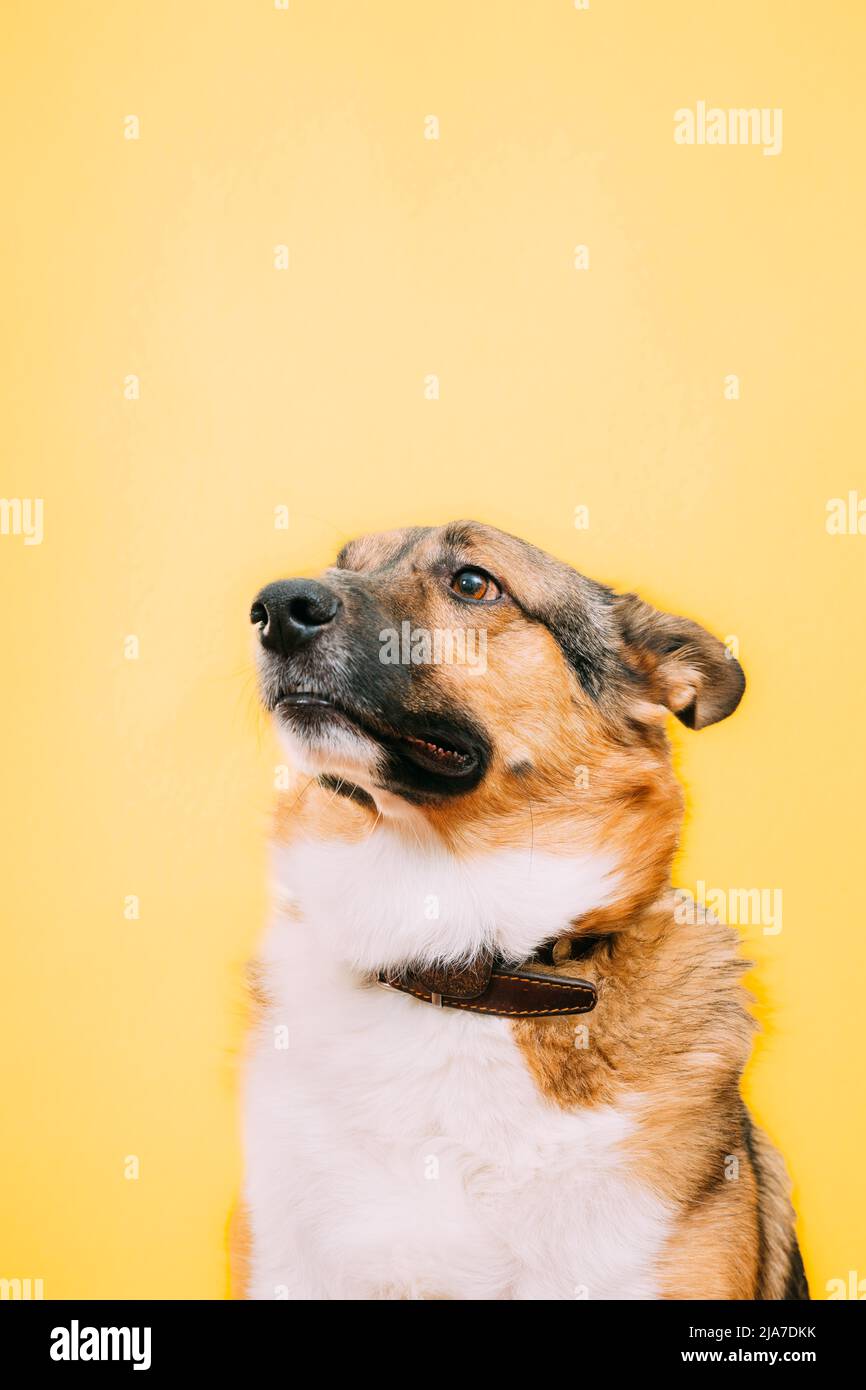 Mischlingshund Nahaufnahme Porträt. Isoliert auf gelbem Hintergrund Stockfoto