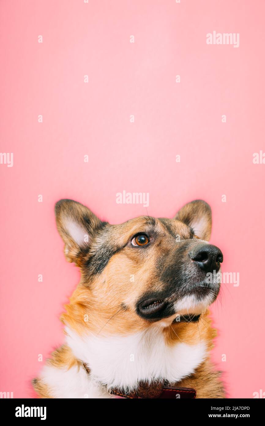 Mischlingshund Nahaufnahme Porträt. Isoliert auf rosa Hintergrund Stockfoto