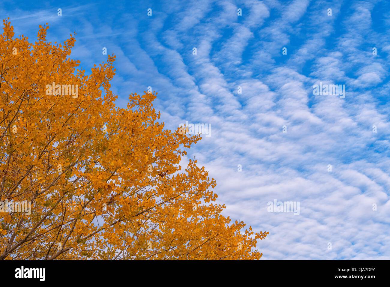 Makrelenhimmel und buntes Herbstbaumholz Stockfoto