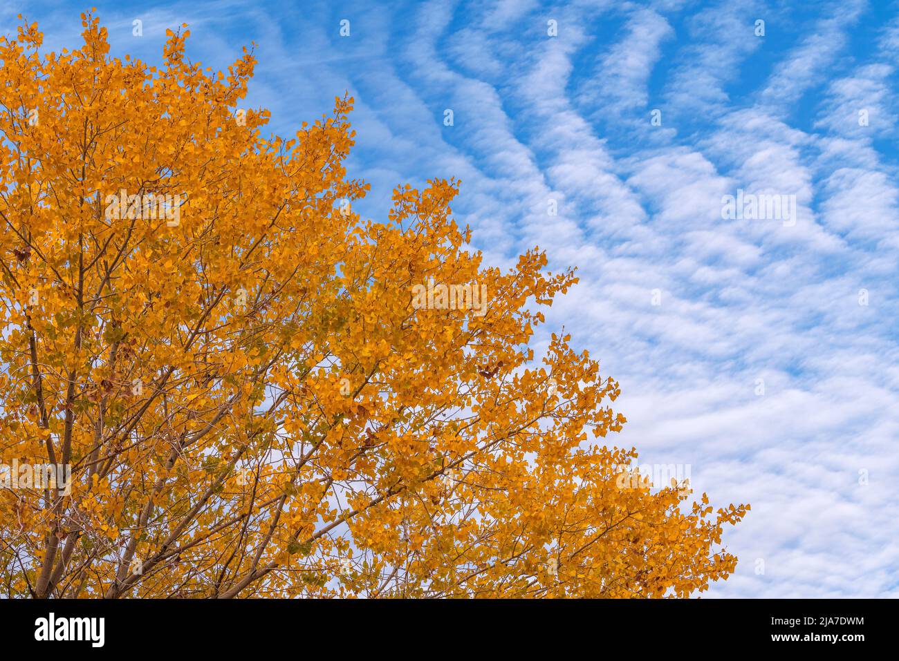 Makrelenhimmel und buntes Herbstbaumholz Stockfoto