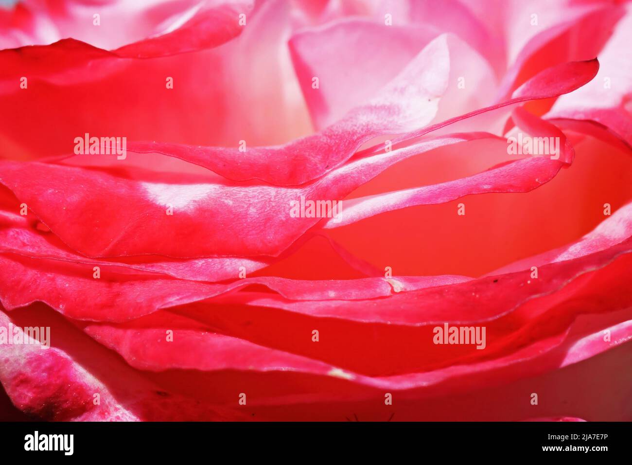 Makro-Nahaufnahme von nahtlosen kohärenten weichen leuchtend roten, rosa, weißen Rosenblütenblättern für floralen Hintergrund Stockfoto