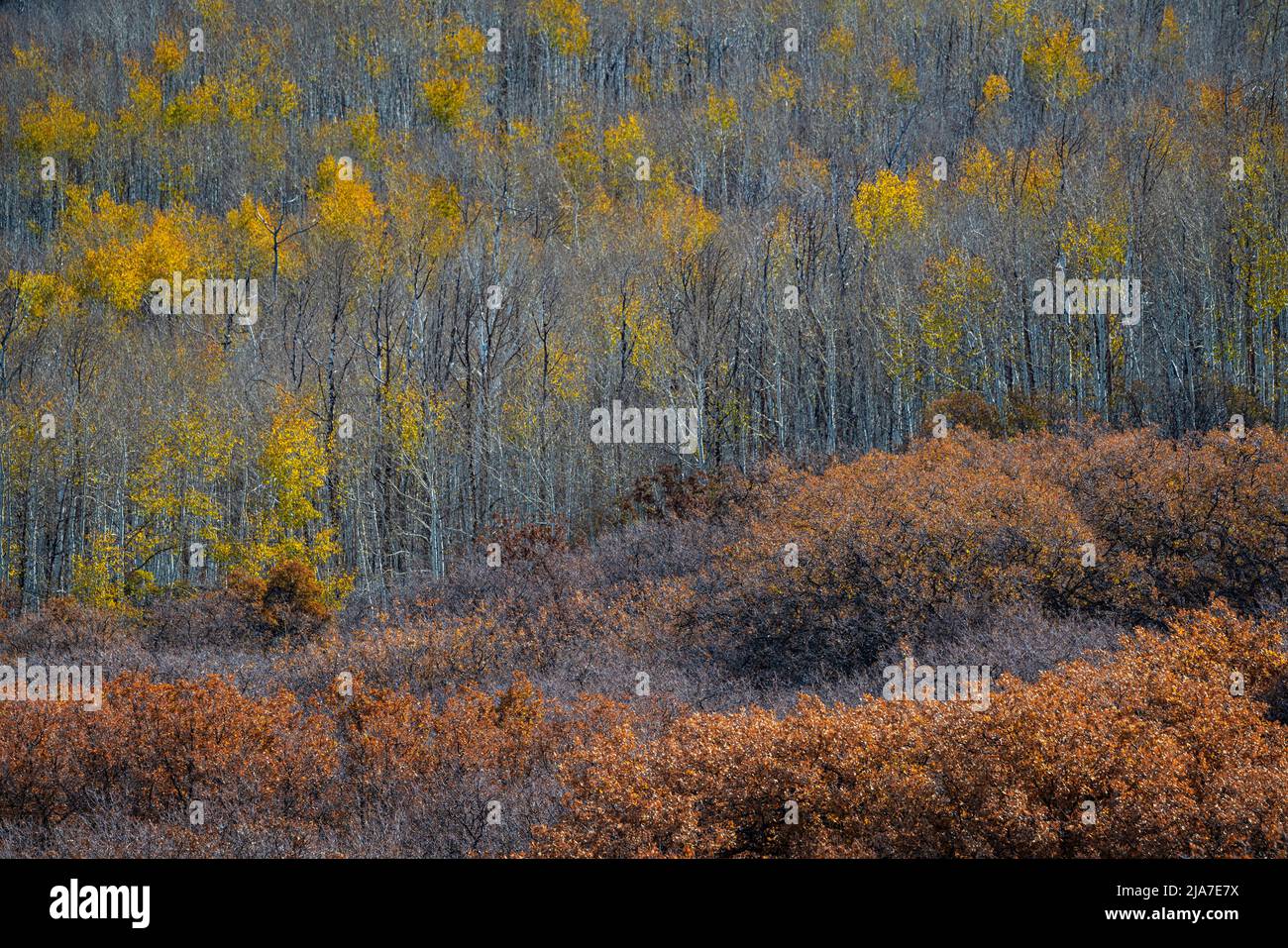 Herbstfarbe in den La Sal Mountains von Utah Stockfoto