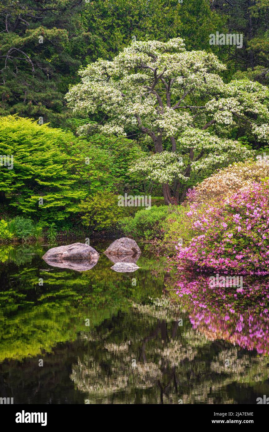 Azticou Azalea Garten im Frühling Stockfoto