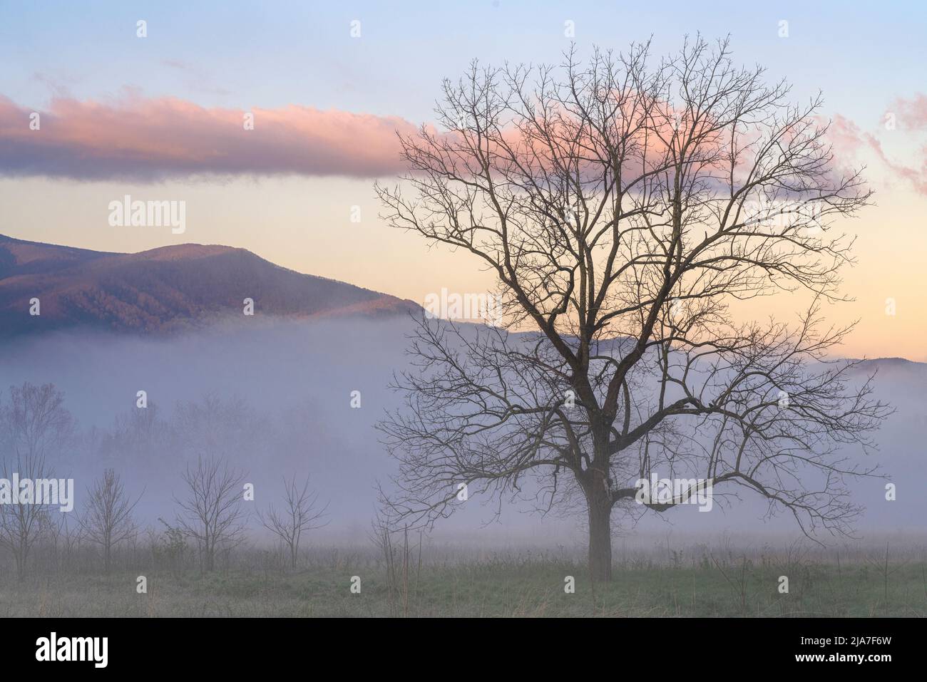 Nebliger Morgen in Cades Cove Stockfoto