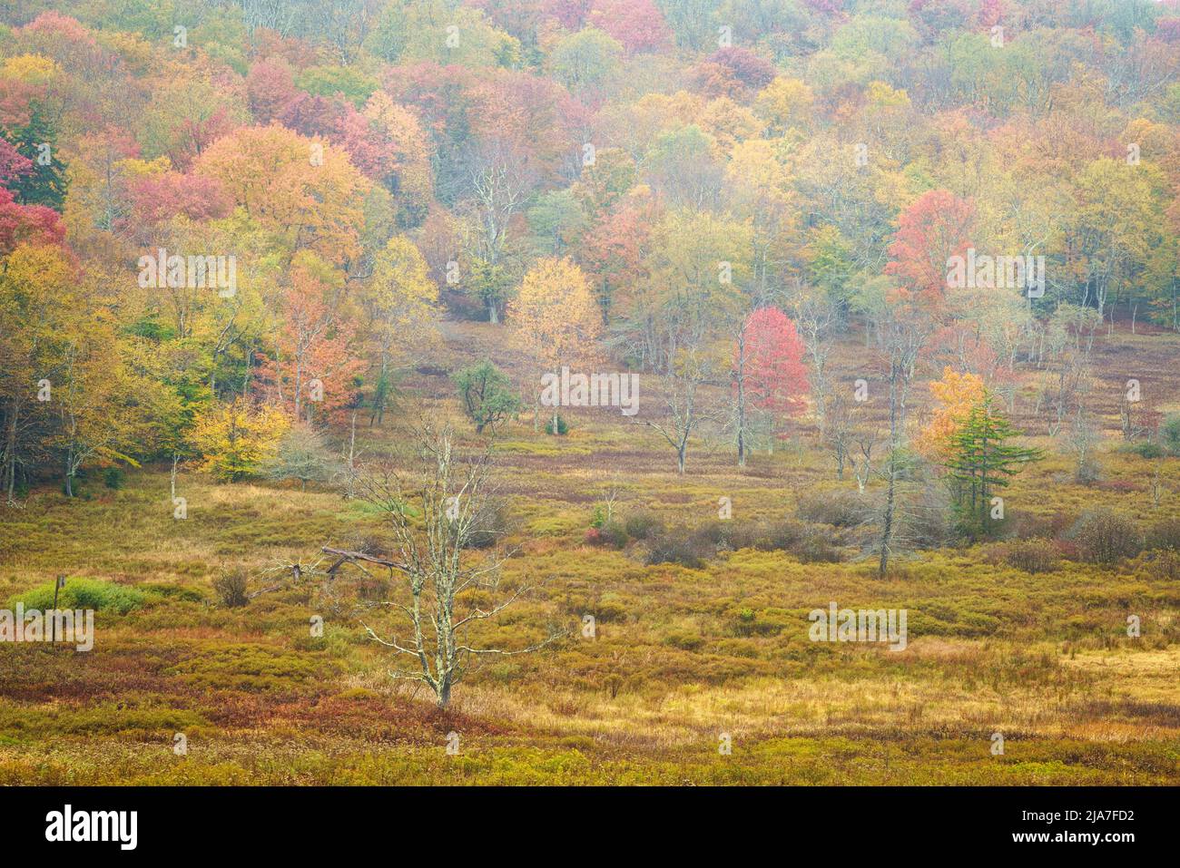 Nebliger Herbstmorgen im Canaan Valley bei Davis, West Virginia Stockfoto
