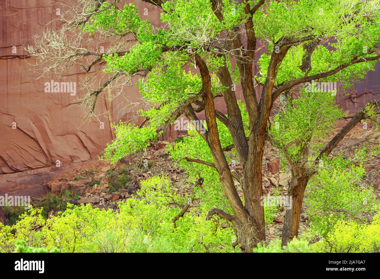 Grüne Baumwollwälder entlang des Kane Creek Boulevard in Moab, Utah Stockfoto