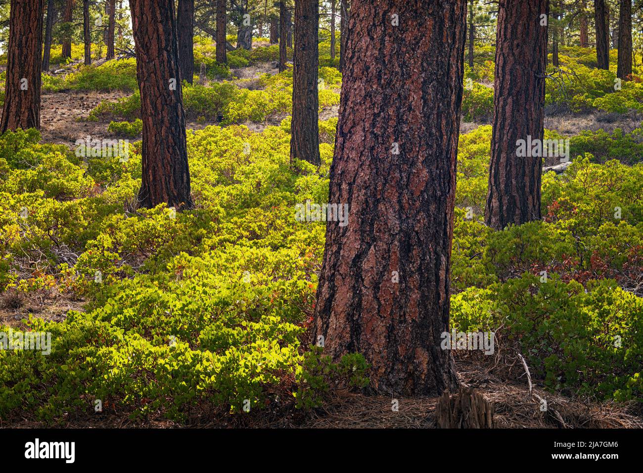 Grüne Frühlingsfarben zwischen den Ponderosa Pines im Bryce Canyon National Park in Utah Stockfoto
