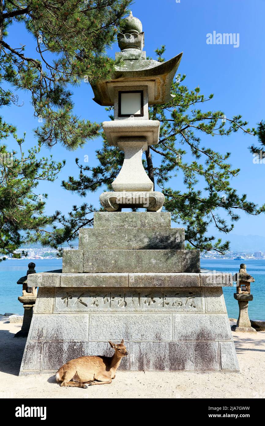 Japan. Miyajima. Hiroshima. Ein Hirsch am Itsukushima-Schrein Stockfoto