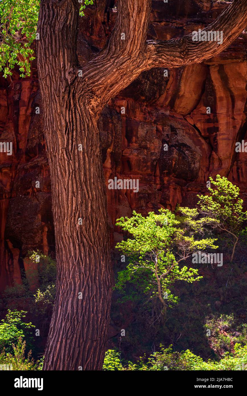 Grüne Baumwollwälder im Zion National Park, Utah Stockfoto