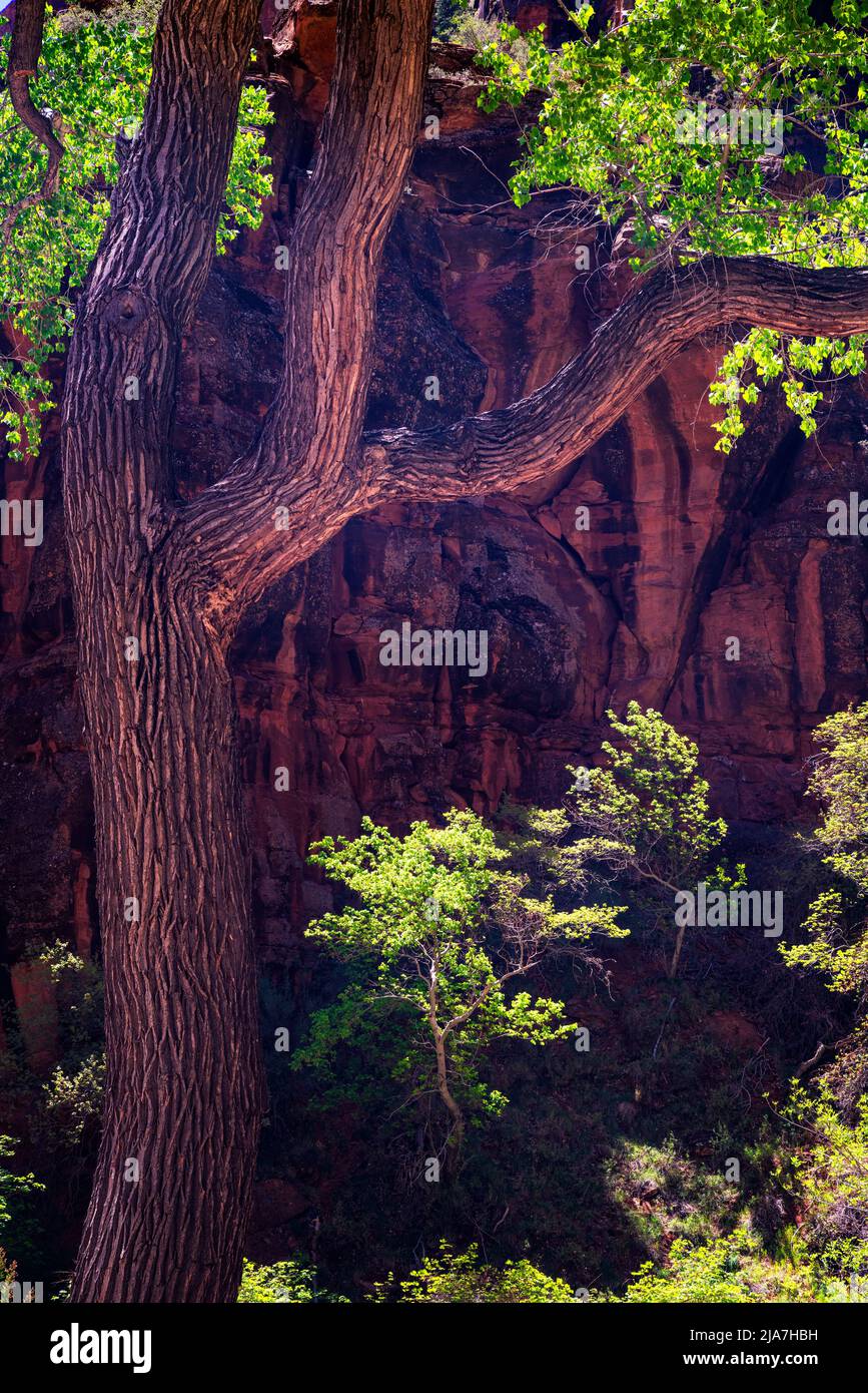 Grüne Baumwollwälder im Zion National Park, Utah Stockfoto