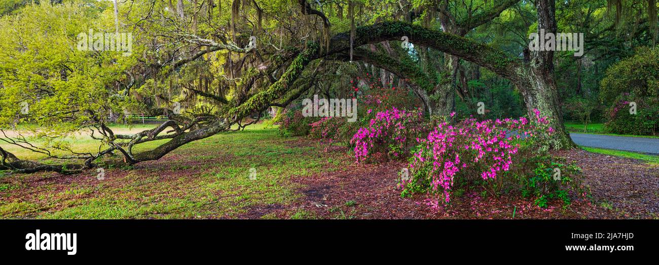 Moosbedeckte Eichen und Blumen in der Magnolia Plantation and Gardens in Charleston, South Carolina Stockfoto