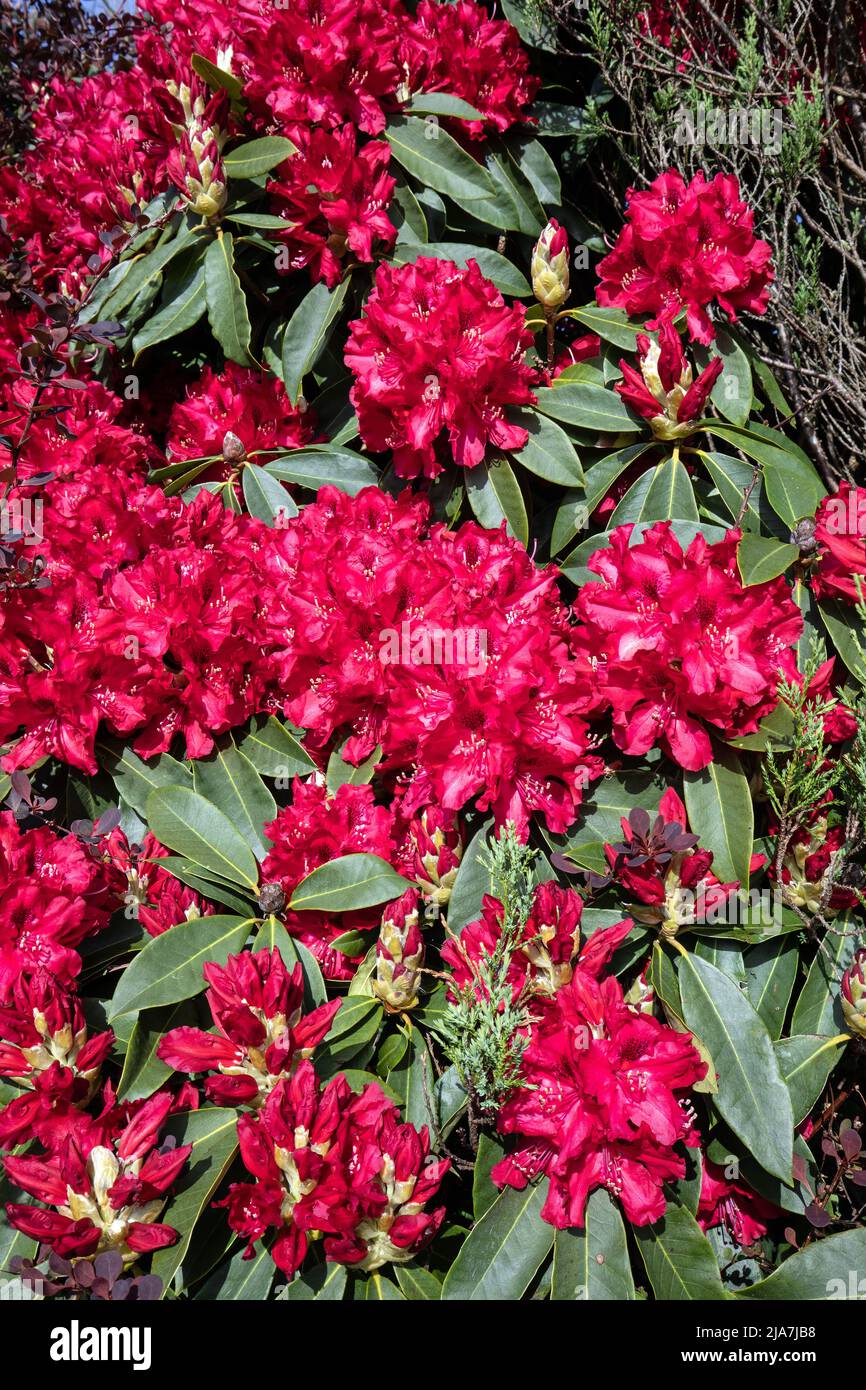Rot Rhododendron Stockfoto