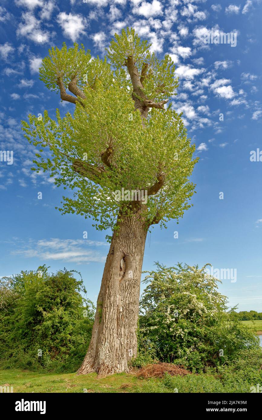 PORT MEADOW OXFORD GROSSER POLLENBAUM AM FLUSSUFER IM FRÜHJAHR Stockfoto