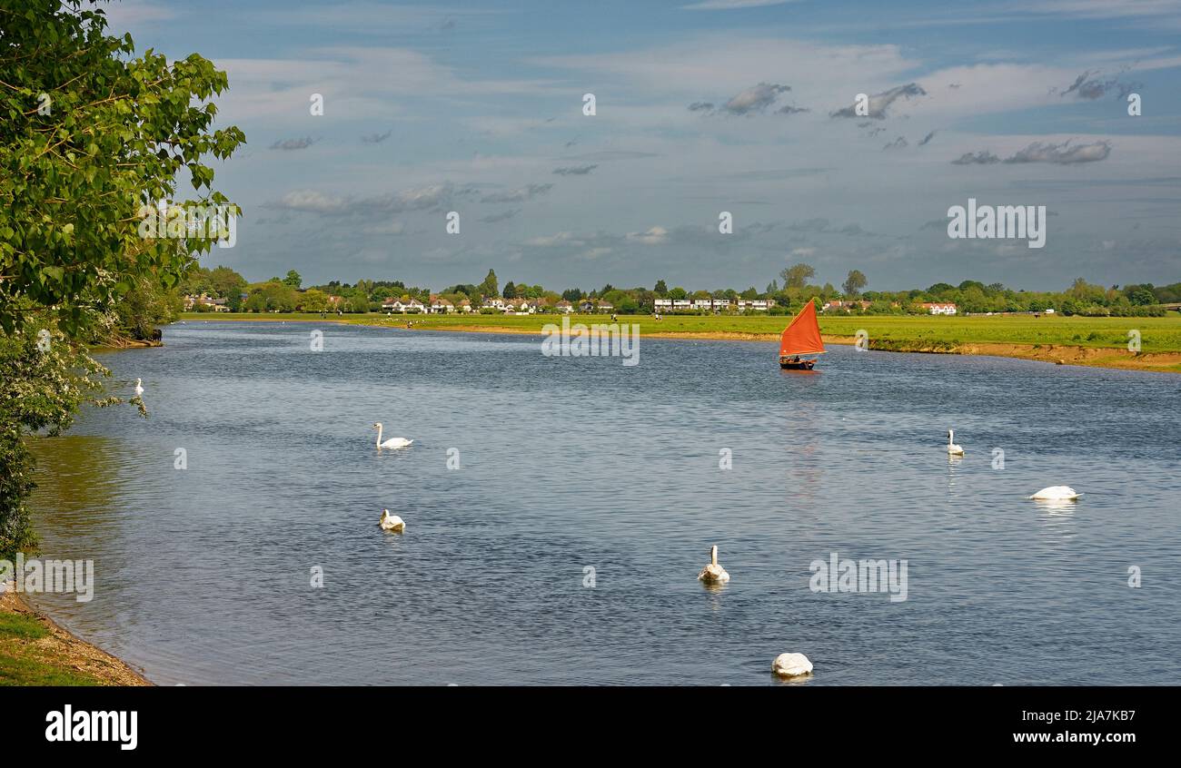 PORT MEADOW OXFORD KLEINES BOOT MIT BRAUNEN SEGELN UND SCHWANEN AUF DER THEMSE IM FRÜHJAHR Stockfoto