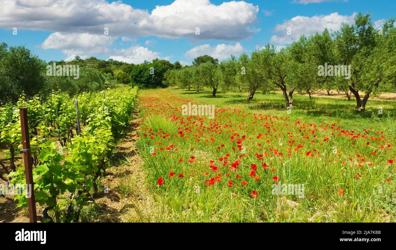 Schöne idyllische ruhige mediterrane Landschaft, grüne Wiese wild roten Mais Mohn Blumen, Olivenbäume Obstgarten, Weinreben, blauen Sommerhimmel, weißen Fluf Stockfoto