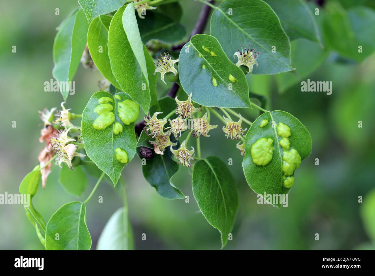 Symptome von Krankheiten oder Schädlingsinfektionen auf Birnenblättern in einem Obstgarten. Stockfoto
