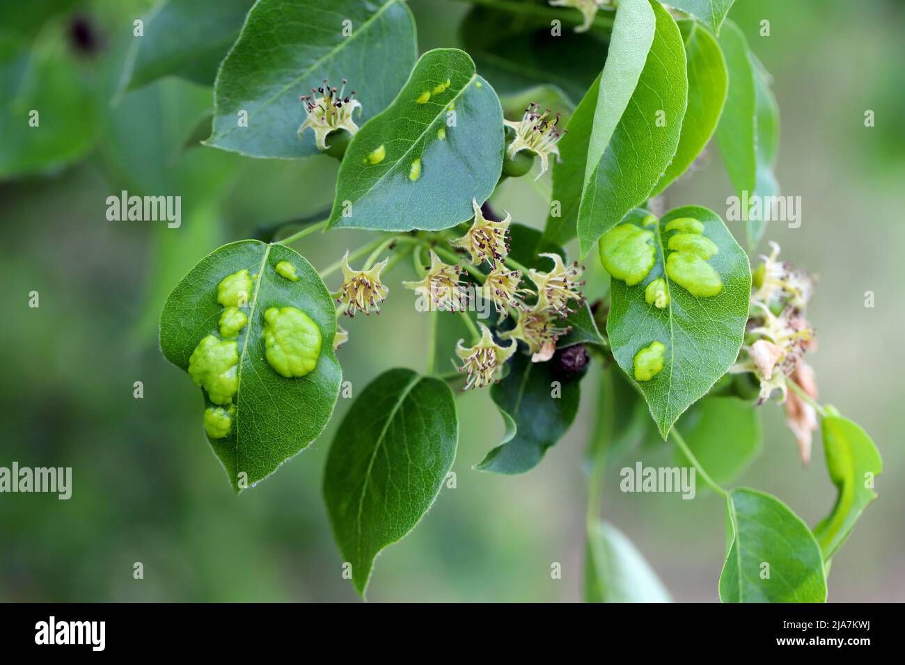 Symptome von Krankheiten oder Schädlingsinfektionen auf Birnenblättern in einem Obstgarten. Stockfoto