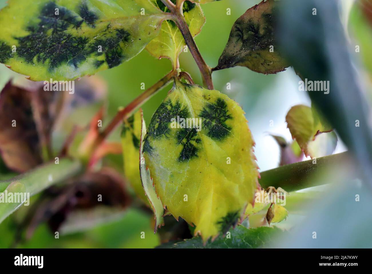 Schwarzer Fleck, Diplocarpon rosae, eine Pilzerkrankung auf Rosenblättern. Stockfoto