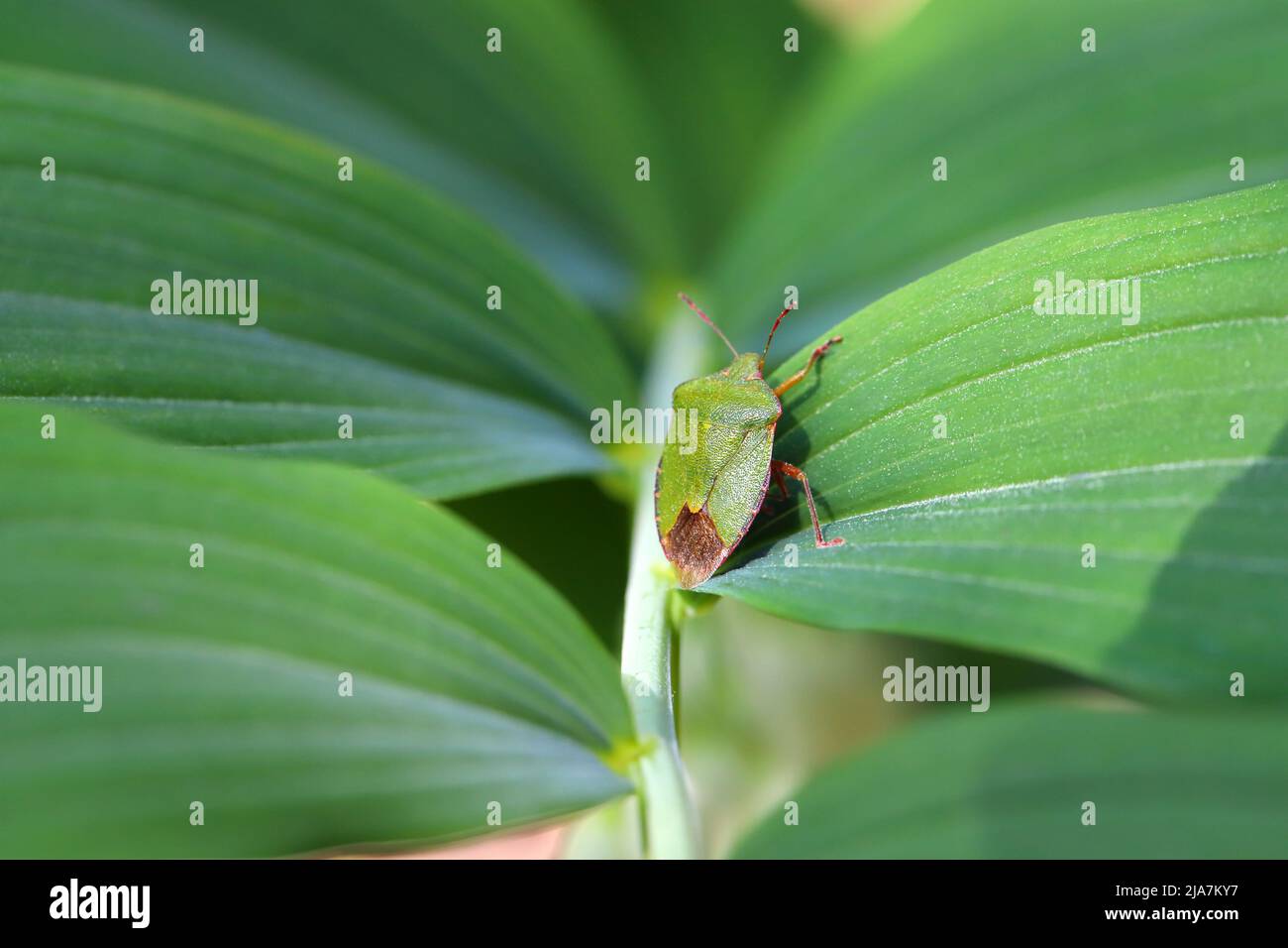 Gemeinsamen Schild Bug; Palomena Prasina; auf einem Blatt Stockfoto