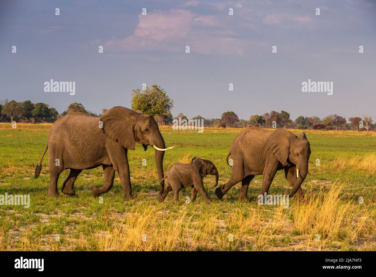 Elefanten aus dem Okavango-Delta-Grasland, Botswana Stockfoto