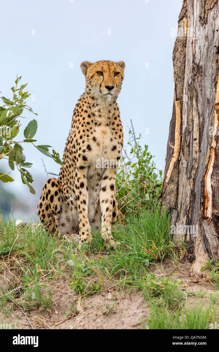 Cheetah's im Okavango Delta Grasland Stockfoto