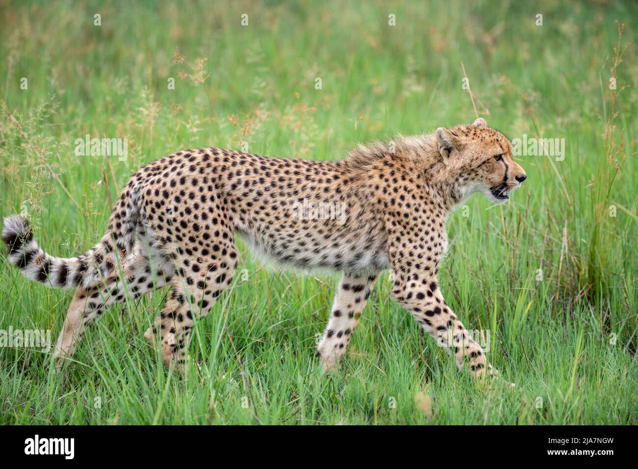 Adoleszenz-Gepard durchstreift das Grasland des Okavango-Deltas Stockfoto
