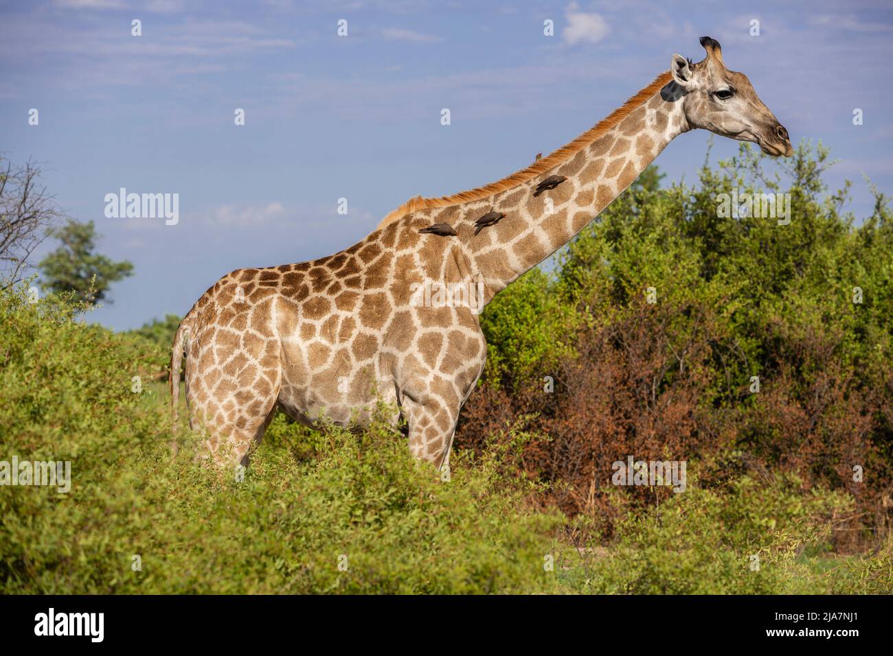 Südliche Giraffe mit Ochspechten aus dem Grasland des Okavango-Deltas, Botswana Stockfoto