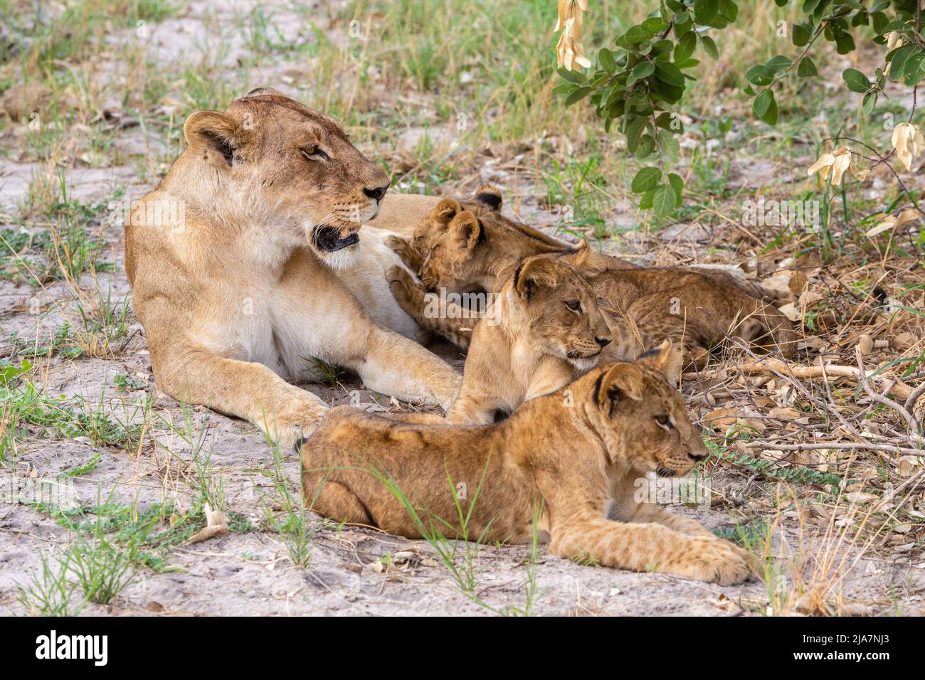Der Stolz der Löwen auf das Grasland des Okavango-Deltas Stockfoto