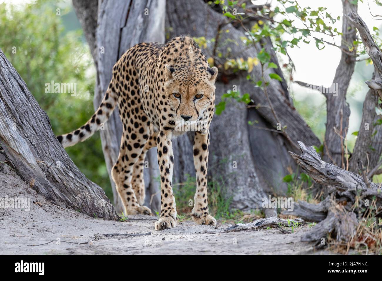 Cheetah's im Okavango Delta Grasland Stockfoto