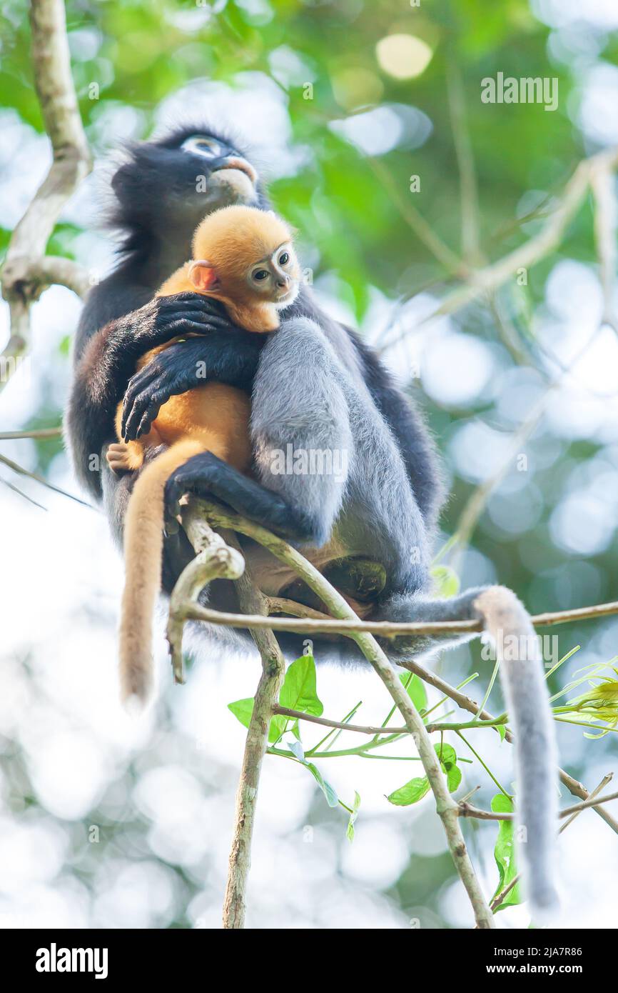 Mutter eines dunkelblättrigen Affen oder einer Brillenlangur, die ein Neugeborenes auf dem Baumkronen des tropischen Waldes hält. Koh Wua Ta Lup Islands, Mu Ko Ang Thong Nationalpark. Stockfoto