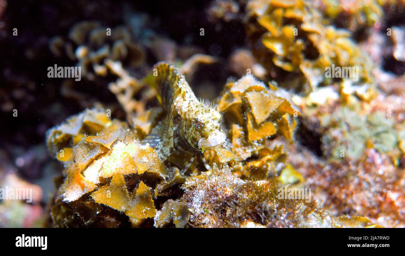 Unterwasserfoto von Fein-gefleckten Blenny oder Salarias guttatus, das sich zwischen Korallenriffen in der Andamanensee versteckt. Tropische Meeresfische beim Schnorcheln oder Tauchen Stockfoto