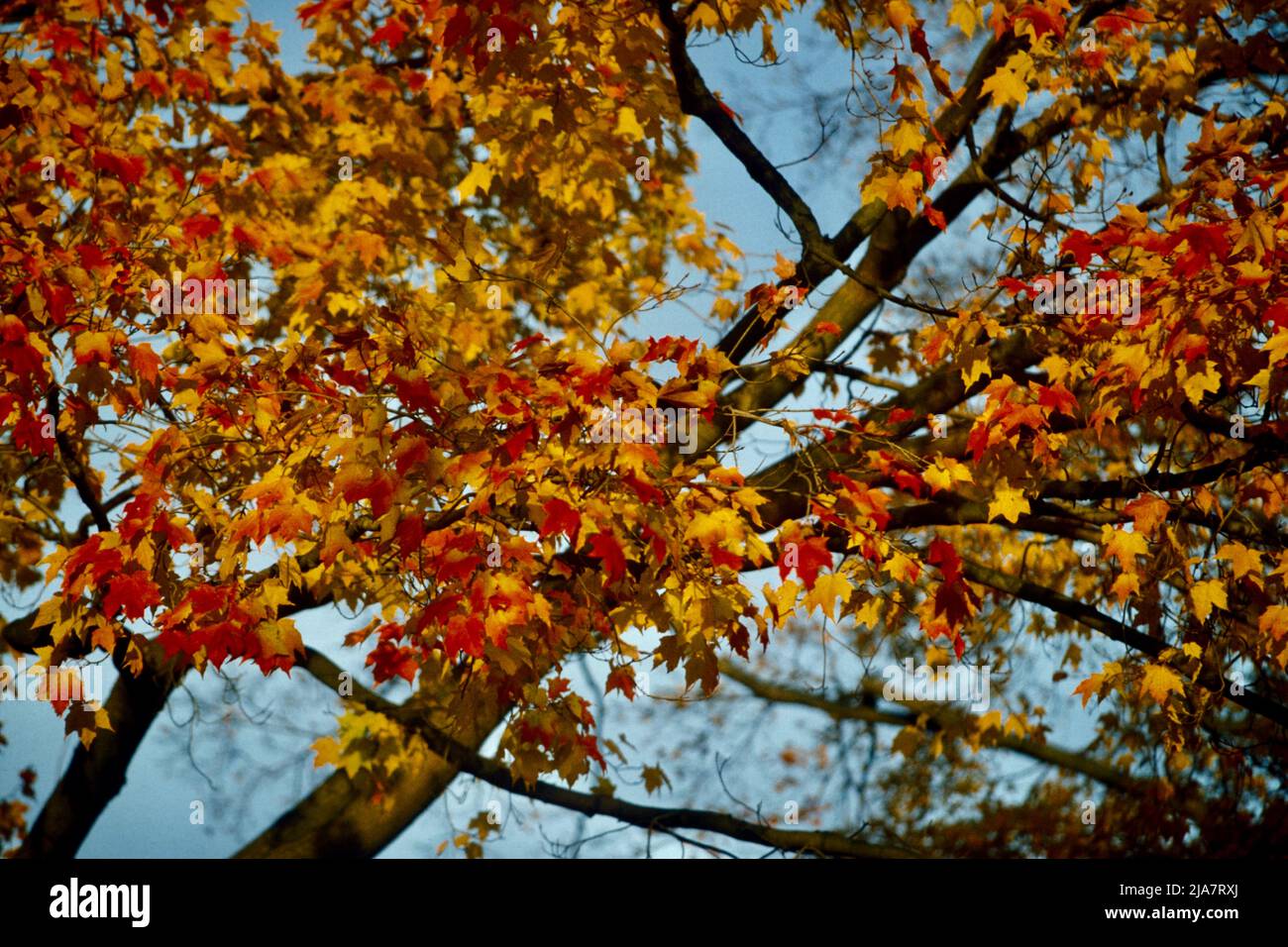 Herbstfarben in Mt. Kisco im Westchester County, NY, 1980 Stockfoto