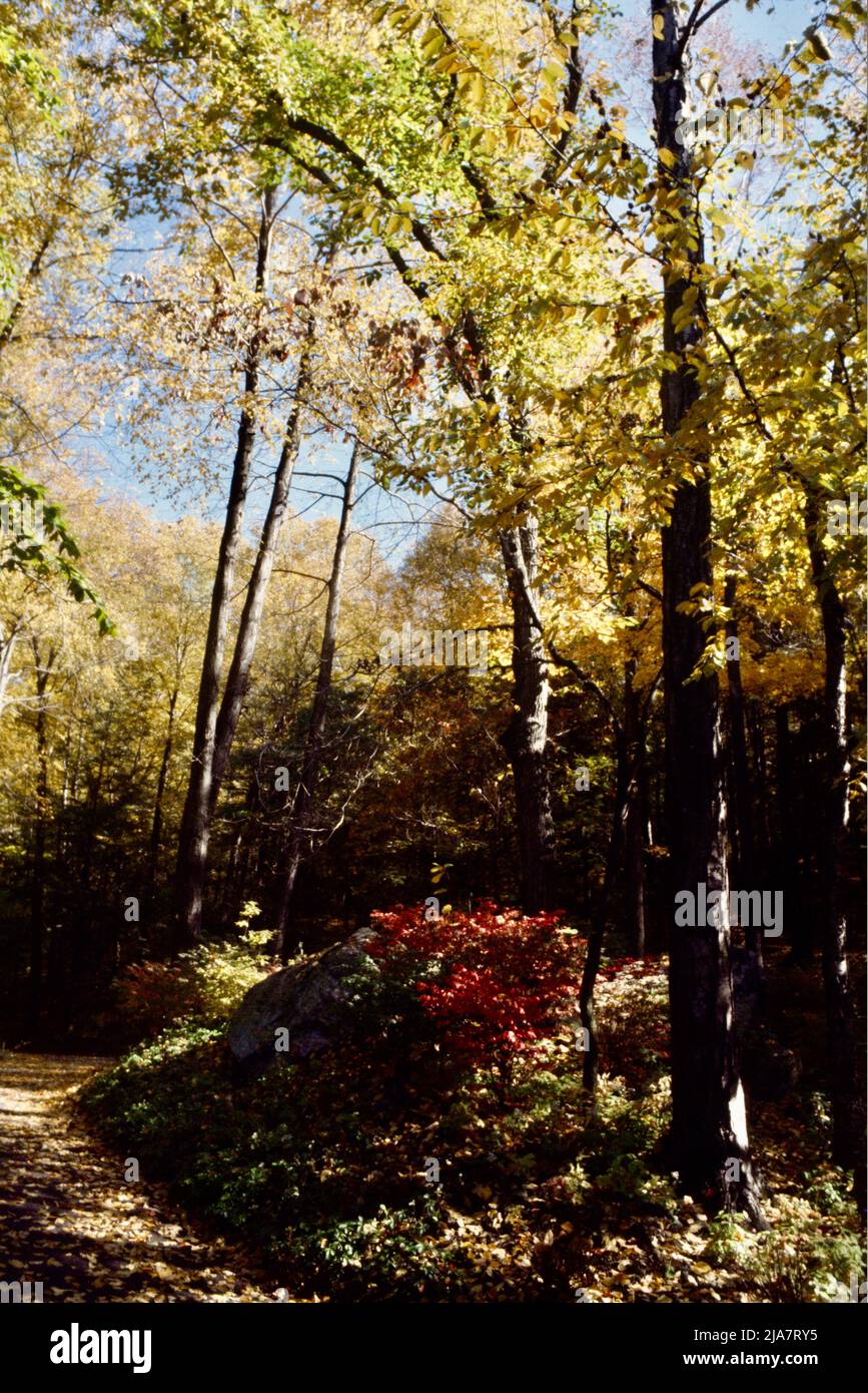 Herbstfarben in Mt. Kisco im Westchester County, NY, 1980 Stockfoto