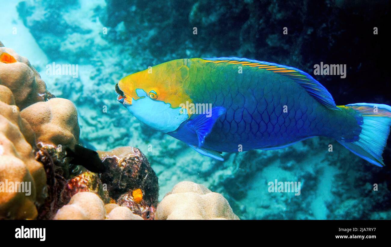 Unterwasserfoto des blauen Papageienfisches der Königin, der zwischen einem Korallenriff schwimmt Stockfoto