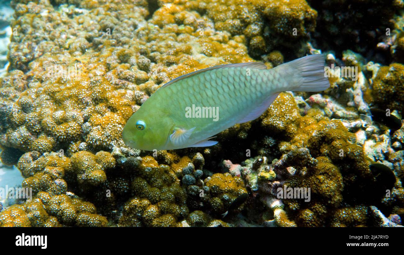 Unterwasserfoto von violett gesäumten Papageienfischen oder Skarus globiceps, die zwischen tropischen Korallenriffen schwimmen. Tauchen oder Schnorcheln. Reisen und genießen Sie das Meer Stockfoto