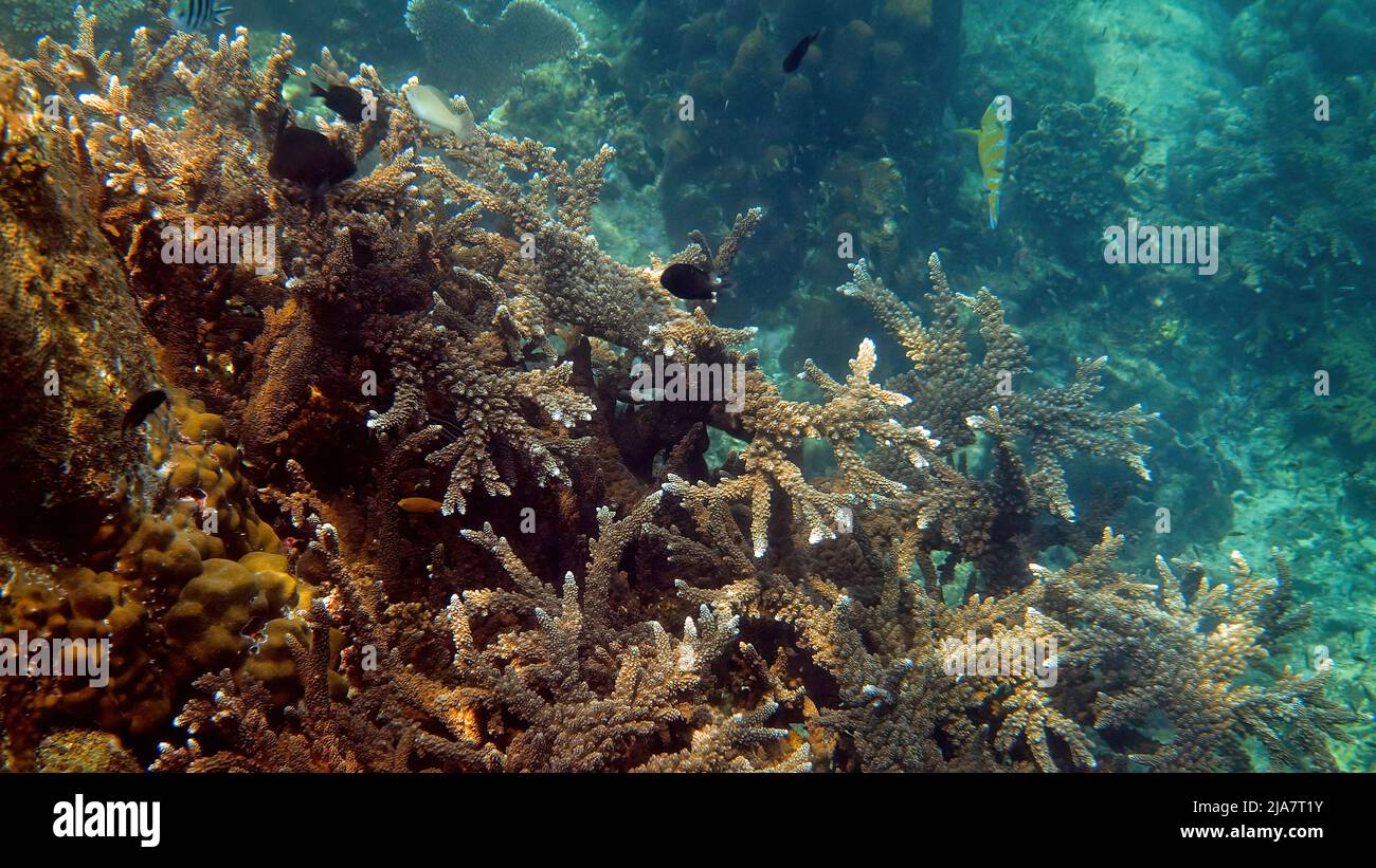 Unterwasserfoto von tropischen Fischen, die zwischen Korallen schwimmen. Unterwasserfischen Riff marine. Bunte Meereslandschaft, Meerestiere im Golf von Thailand Stockfoto